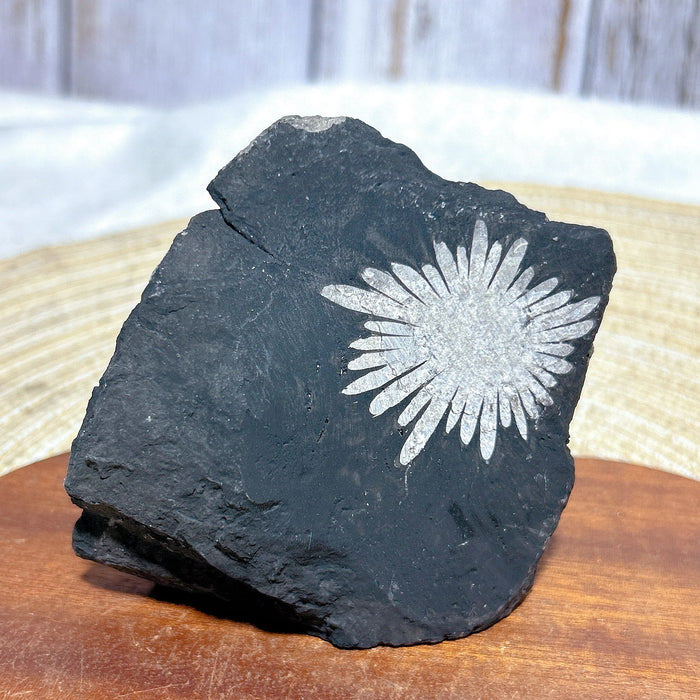 Healing Natural Crystal Chrysanthemum Stone Raw Stone Specimen Stand Gemstones Mineral Energy Reiki Home Decorations Gift